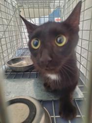 Shelter Stray Unknown Cat last seen Near BLOCK NE 11 AV, FORT LAUDERDALE FL 33304, 2400 SW 42nd St, Fort Lauderdale, FL 33312, USA