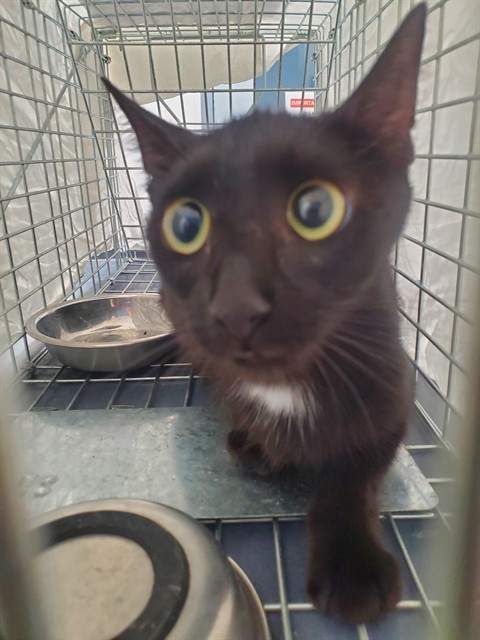 Shelter Stray Unknown Cat last seen Near BLOCK NE 11 AV, FORT LAUDERDALE FL 33304, 2400 SW 42nd St, Fort Lauderdale, FL 33312, USA