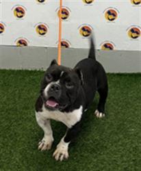 Shelter Stray Male Dog last seen ST. MATTHEWS ROAD AND CAUSEWAY BLVD, 19640 Dogpatch Ln, Land O' Lakes, FL 34638, USA