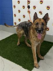 Shelter Stray Male Dog last seen DARLINGTON RD, 19640 Dogpatch Ln, Land O' Lakes, FL 34638, USA