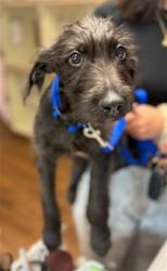 Shelter Stray Male Dog last seen Near BLOCK AND RIDGE, 19640 Dogpatch Ln, Land O' Lakes, FL 34638, USA