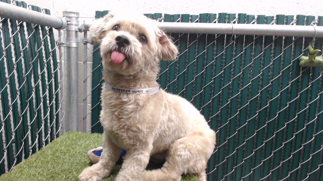 Shelter Stray Male Dog last seen , 11258 Garfield Ave, Downey, CA 90242, USA