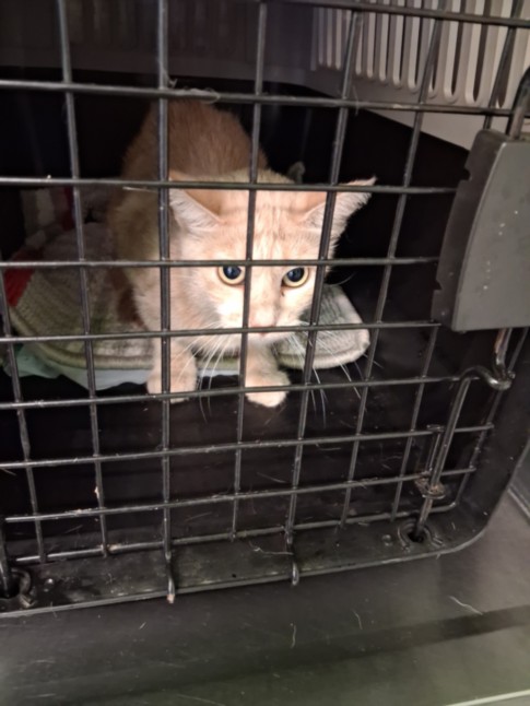 Shelter Stray Female Cat last seen , 1850 W 60th St, Los Angeles, CA 90047, USA