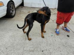 Shelter Stray Male Dog last seen , 957 N Gaffey St, San Pedro, CA 90731, USA