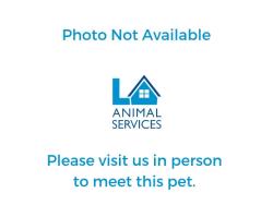 Shelter Stray Female Dog last seen , 1850 W 60th St, Los Angeles, CA 90047, USA