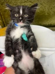 Shelter Stray Male Cat last seen VAN BUREN BOULEVARD & ARLINGTON AVE RIVERSIDE, CA 92503, 6851 Van Buren Boulevard, Jurupa Valley, CA 92509, USA