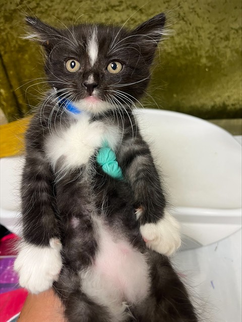 Shelter Stray Male Cat last seen VAN BUREN BOULEVARD & ARLINGTON AVE RIVERSIDE, CA 92503, 6851 Van Buren Boulevard, Jurupa Valley, CA 92509, USA