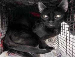 Shelter Stray Female Cat last seen , 1850 W 60th St, Los Angeles, CA 90047, USA