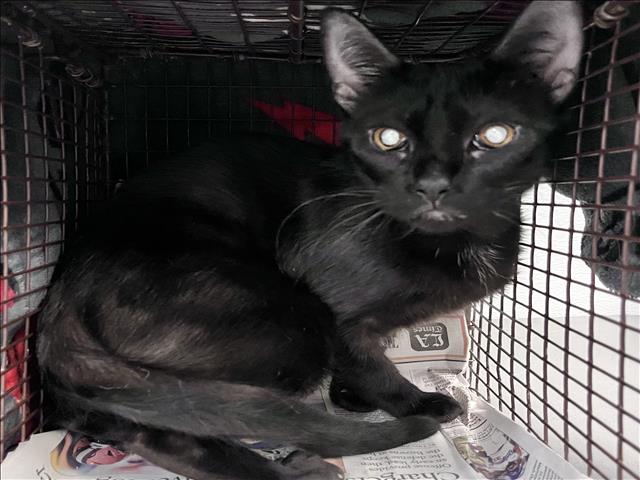 Shelter Stray Female Cat last seen , 1850 W 60th St, Los Angeles, CA 90047, USA