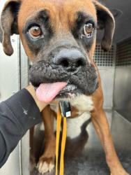 Shelter Stray Male Dog last seen PERRYVILLE RD AND YUMA RD, 2500 S 27th Ave, Phoenix, AZ 85009, USA