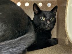 Shelter Stray Unknown Cat last seen Near BLOCK GARWOOD DR, PUEBLO CO 81005, 4600 Eagleridge Pl, Pueblo, CO 81008, USA