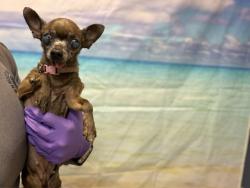Shelter Stray Female Dog last seen Near BLOCK W 38 CL, 3599 NW 79th Ave, Doral, FL 33122, USA