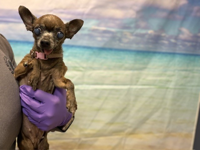 Shelter Stray Female Dog last seen Near BLOCK W 38 CL, 3599 NW 79th Ave, Doral, FL 33122, USA