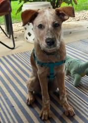 Shelter Stray Female Dog last seen Near BLOCK LILAC CIR, 12155 Park Blvd, Brighton, CO 80601, USA