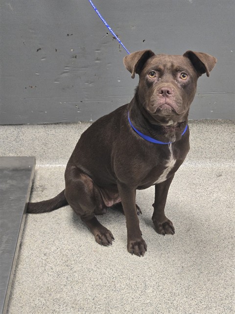 Shelter Stray Male Dog last seen Near BLOCK KINFOLKS LOOP, TALLAHASSEE FL 32317, 1125 Easterwood Dr, Tallahassee, FL 32311, USA