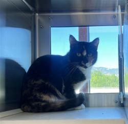 Shelter Stray Unknown Cat last seen Near BLOCK ABBOT LN, COLORADO SPRINGS CO 80905, 610 Abbot Ln, Colorado Springs, CO 80905, USA