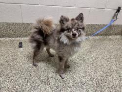 Shelter Stray Male Dog last seen Near BLOCK COMMERCE CENTER DR, COLORADO SPRINGS CO 80919, 610 Abbot Ln, Colorado Springs, CO 80905, USA