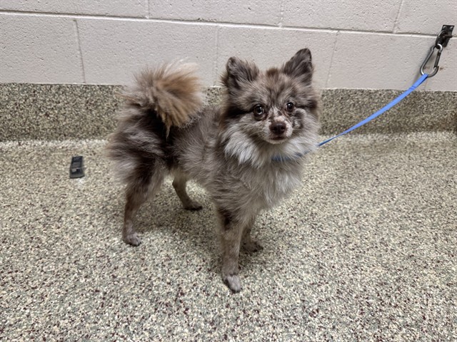 Shelter Stray Male Dog last seen Near BLOCK COMMERCE CENTER DR, COLORADO SPRINGS CO 80919, 610 Abbot Ln, Colorado Springs, CO 80905, USA