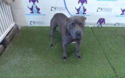 Shelter Stray Male Dog last seen , 2769 Conroy Rd, Orlando, FL 32839, USA