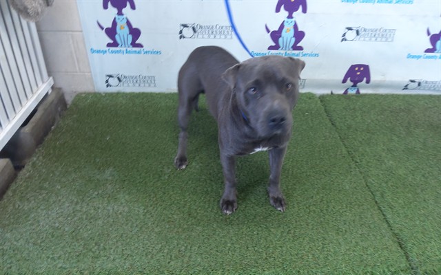 Shelter Stray Male Dog last seen , 2769 Conroy Rd, Orlando, FL 32839, USA