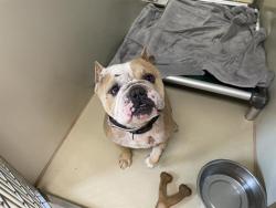 Shelter Stray Female Dog last seen Near BLOCK W MELVINA, 3839 W Burnham St, West Milwaukee, WI 53215, USA