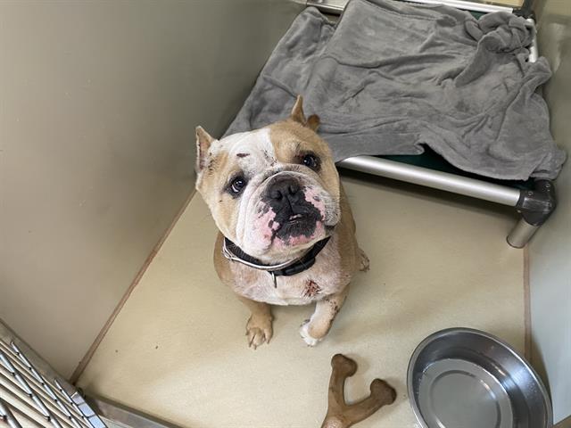 Shelter Stray Female Dog last seen Near BLOCK W MELVINA, 3839 W Burnham St, West Milwaukee, WI 53215, USA