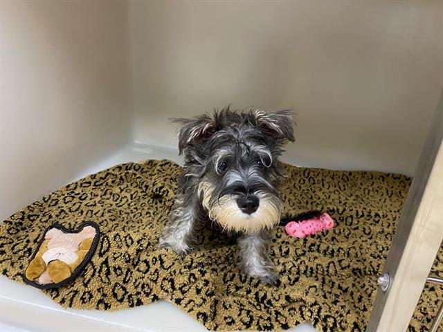 Shelter Stray Male Dog last seen WEST ALLIS, 3839 W Burnham St, West Milwaukee, WI 53215, USA
