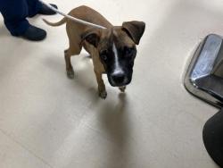 Shelter Stray Male Dog last seen Near BLOCK S 5TH PL, 3839 W Burnham St, West Milwaukee, WI 53215, USA