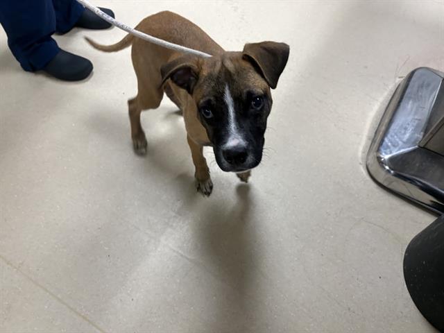 Shelter Stray Male Dog last seen Near BLOCK S 5TH PL, 3839 W Burnham St, West Milwaukee, WI 53215, USA