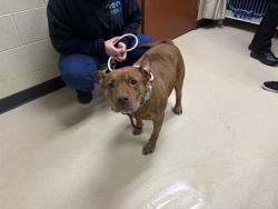 Shelter Stray Female Dog last seen Near BLOCK S 5TH PL, 3839 W Burnham St, West Milwaukee, WI 53215, USA