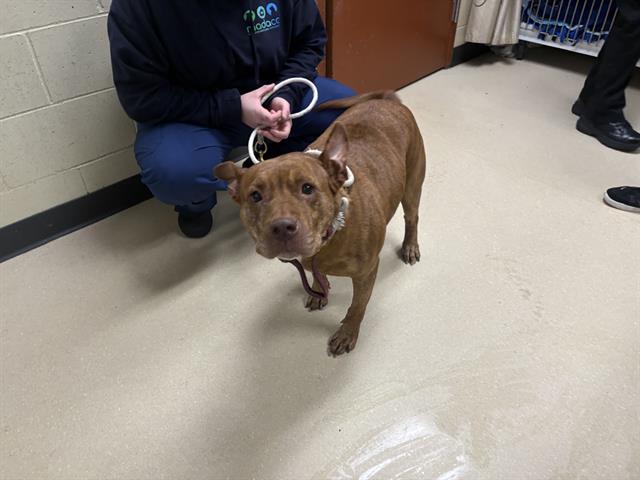 Shelter Stray Female Dog last seen Near BLOCK S 5TH PL, 3839 W Burnham St, West Milwaukee, WI 53215, USA
