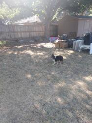 Found/Stray Unknown Dog last seen Slide road and 21st street, Lubbock, TX 79407