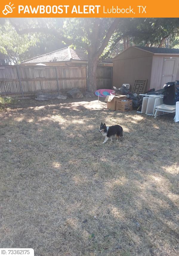 Found/Stray Unknown Dog last seen Slide road and 21st street, Lubbock, TX 79407