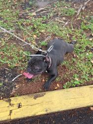 Found/Stray Female Dog last seen Near Davie Blvd. Ft. Lauderdale 33312 (Pete's A Place Pizzeria), Fort Lauderdale, FL 33312