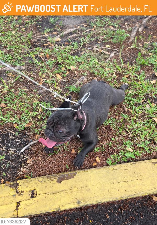 Found/Stray Female Dog last seen Near Davie Blvd. Ft. Lauderdale 33312 (Pete's A Place Pizzeria), Fort Lauderdale, FL 33312