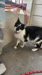 Lost Female Cat last seen Stevnson blvd, Fremont, CA 94538