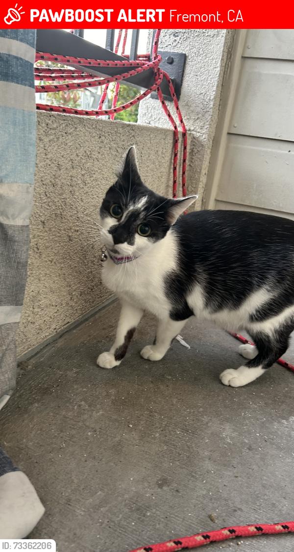 Lost Female Cat last seen Stevnson blvd, Fremont, CA 94538
