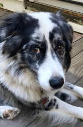 Lost Male Dog last seen Transmitter Rd, Lacombe, LA 70445