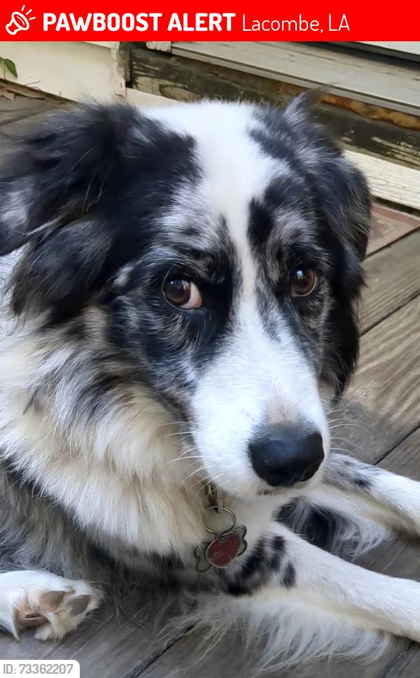 Lost Male Dog last seen Transmitter Rd, Lacombe, LA 70445