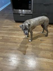 Reunited Male Dog last seen LaVista and Pangborn, DeKalb County, GA 30033