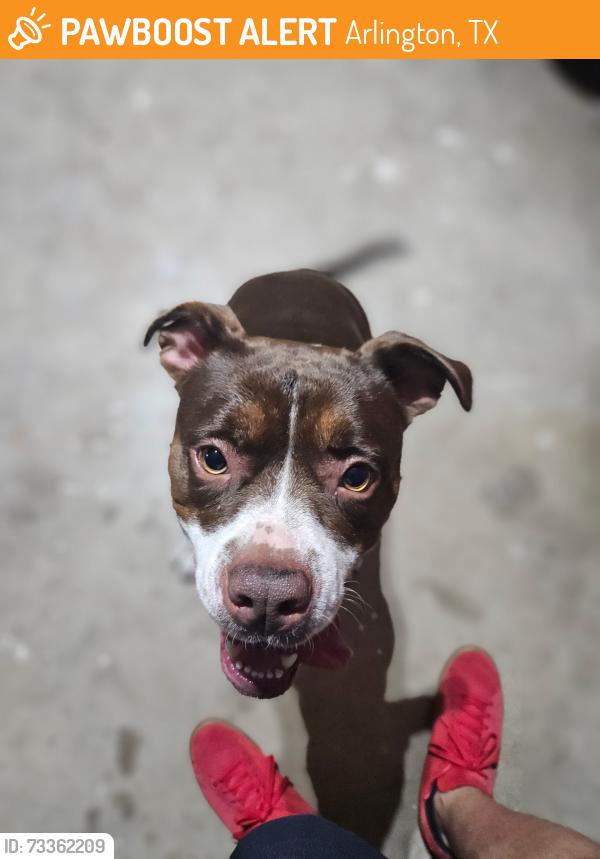 Found/Stray Female Dog last seen Cales, Arlington, TX 76013