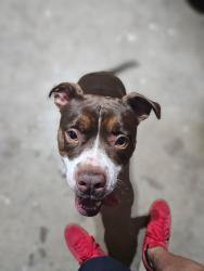 Found/Stray Female Dog last seen Cales, Arlington, TX 76013
