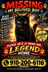 Lost Male Cat last seen Stanbury road, Supply, NC 28462