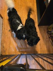 Found/Stray Unknown Dog last seen S main st, High Point, NC 27263