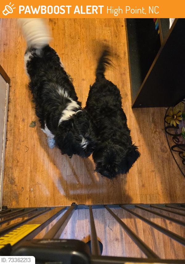 Found/Stray Unknown Dog last seen S main st, High Point, NC 27263