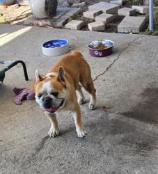 Found/Stray Male Dog last seen McKinley, Los Angeles, CA 90002