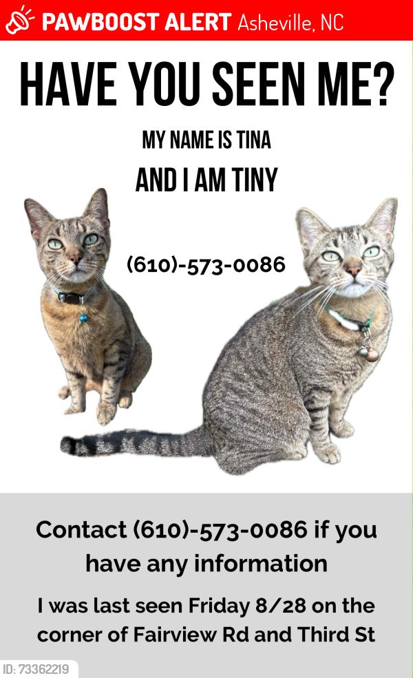 Lost Female Cat last seen Fairview road, Asheville, NC 28803