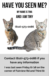 Lost Female Cat last seen Fairview road, Asheville, NC 28803