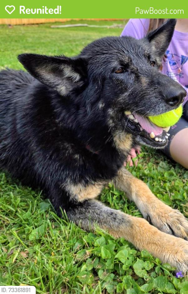 Reunited Female Dog last seen Near North St Rural Hall, Rural Hall, NC 27045