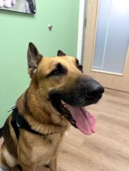 Found/Stray Male Dog last seen Winter Green Blvd. in Winter Park, Winter Park, FL 32792